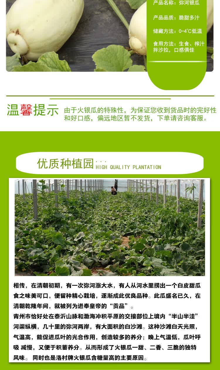 晨臻青州特产弥河银瓜青州银瓜甜瓜香瓜非绿宝甜瓜新鲜瓜果顺丰