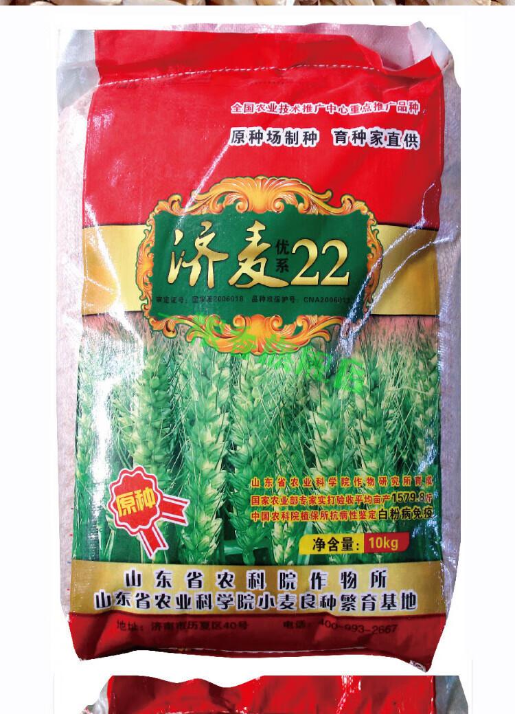 优质强筋大田冬小麦籽高产国审济麦22小麦种子矮秆抗倒大穗原种 龙麦1
