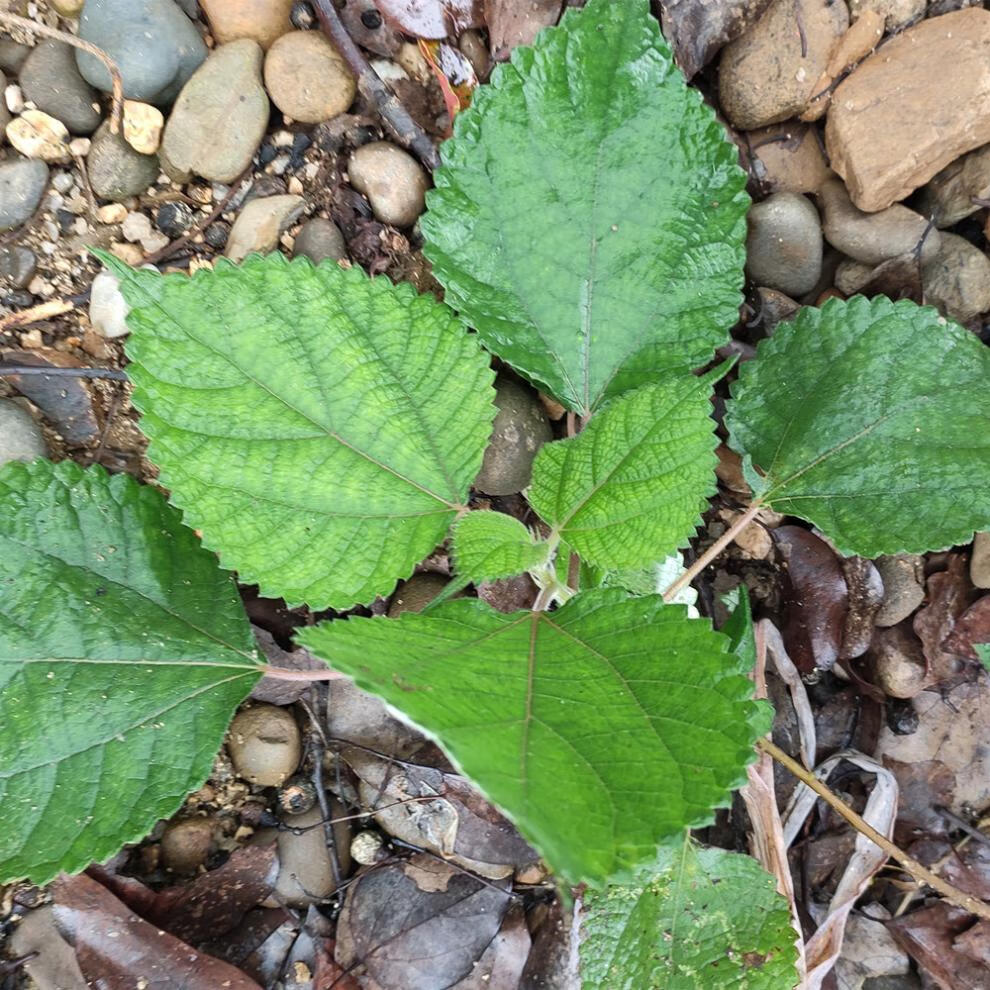广西野生苎麻苗根新鲜白青麻细根叶子贮麻根贮麻叶中草药材住麻 苎麻