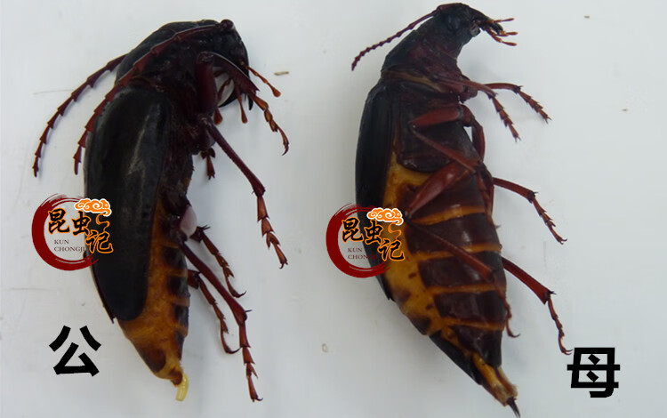 山水牛食用美味食用昆虫山虫牛山山牛水牛子公母新鲜 晨曦 半斤公山山