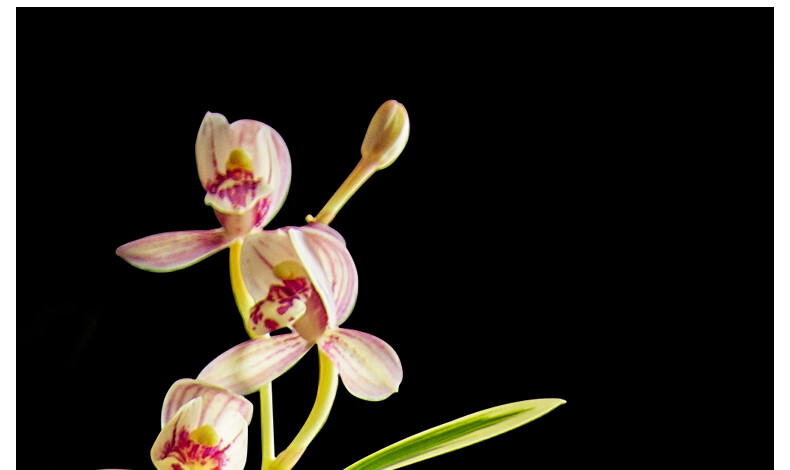 所有品种带金边金边兰建兰四季兰墨兰金边矮种荣华富贵花卉荣华牡丹2