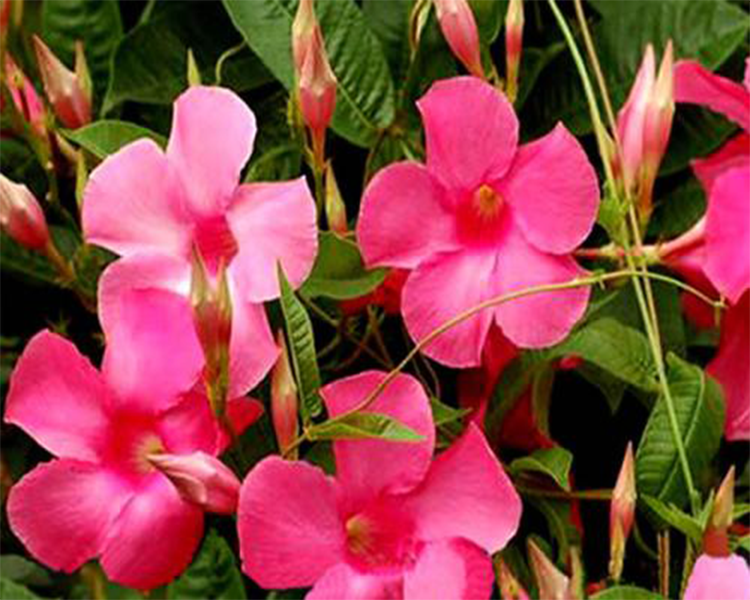 飘香藤花盆栽室内阳台庭院四季开花卉攀爬藤蔓双喜藤绿植 飘香藤红色