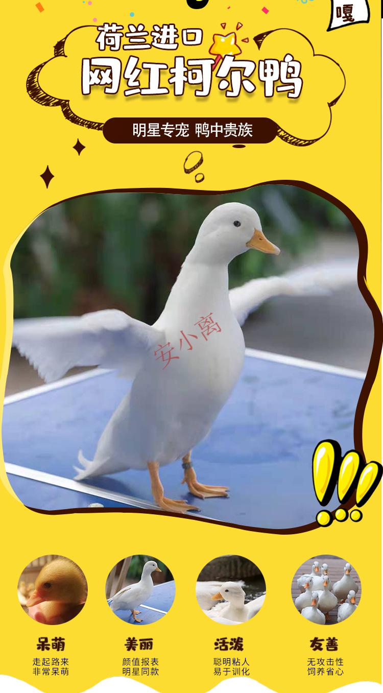 离】网红进口宠物鸭幼崽 纯种柯尔鸭受精鸭蛋 可孵化 柯达鸭活体鸭苗