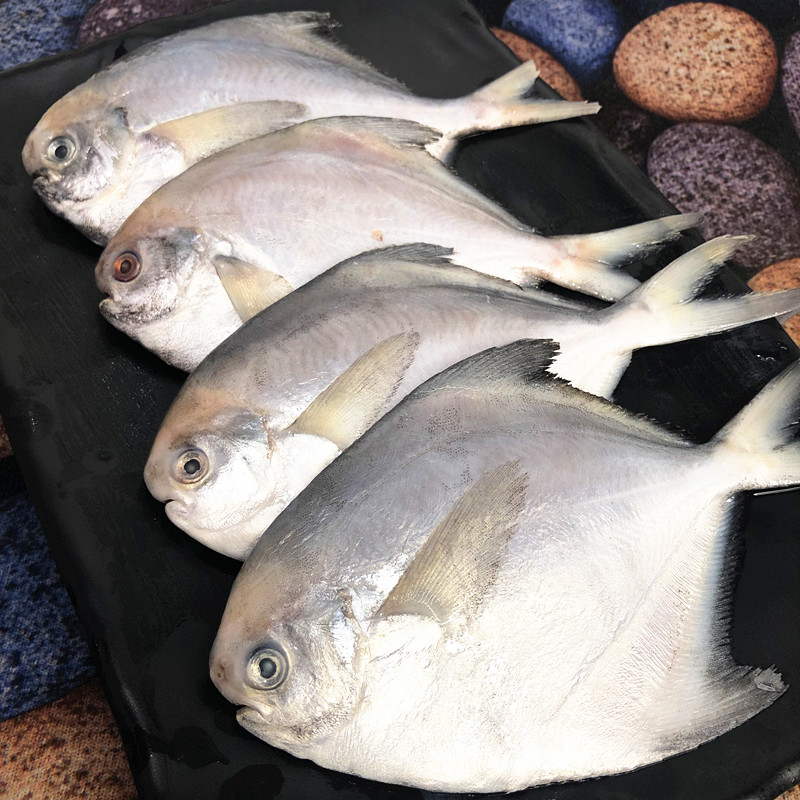 春光岛深海银鲳鱼平鱼晶鱼小镜鱼水产新鲜海鲜海鱼2000g【图片 价格