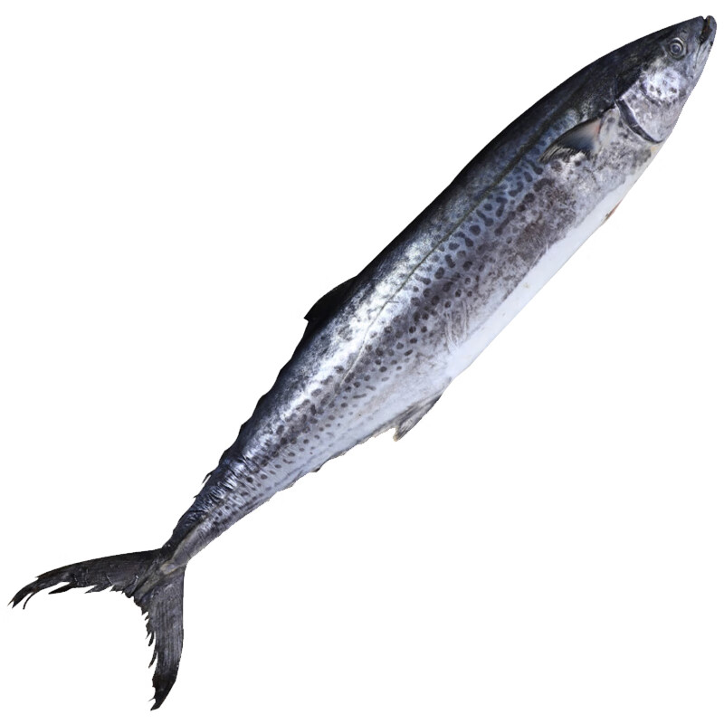 【下单直达,"只要69"】 简味鲜 大海鱼整条 鲅鱼 约650g/条