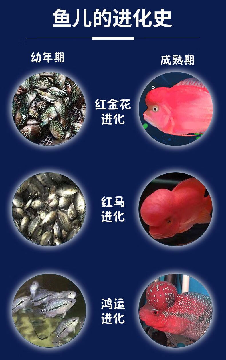 【精品】元宝罗汉鱼2-3厘米 买8 防损4( 防损50%防损)【图片 价格