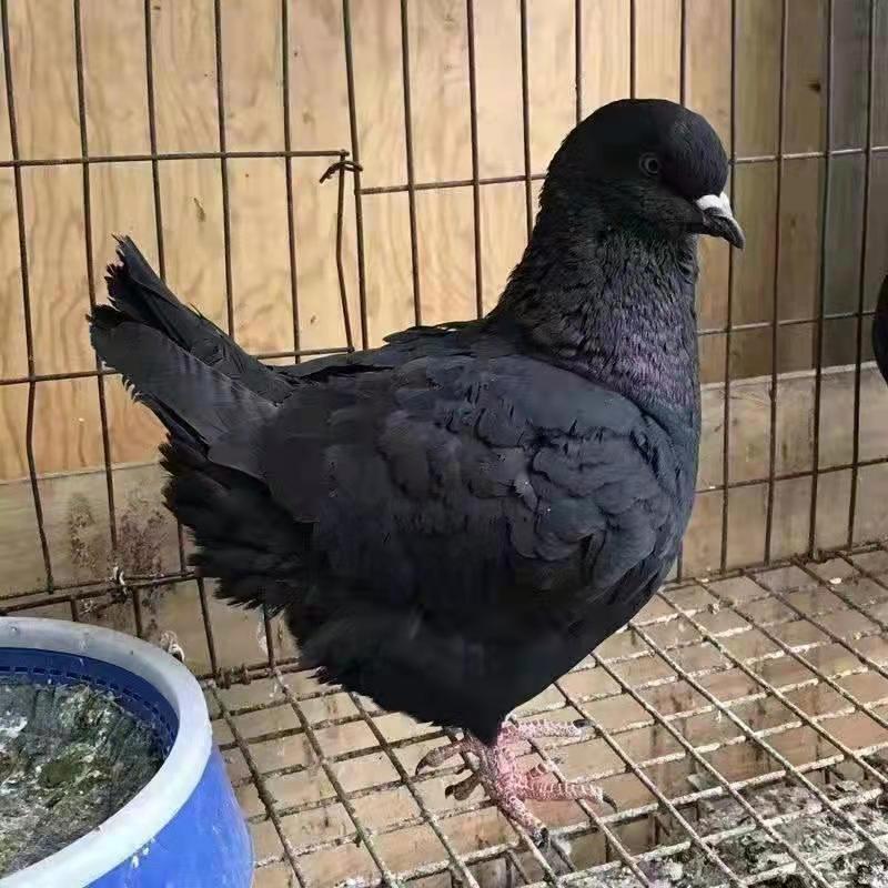 纯种巨型元宝鸽大体鸽子特大活物一对种鸽活体可养肉鸽包下蛋包活红