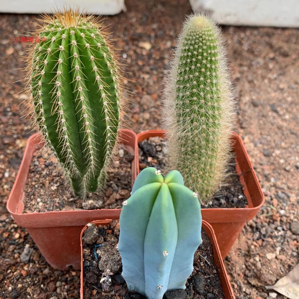 品种:仙人球商品毛重:1.