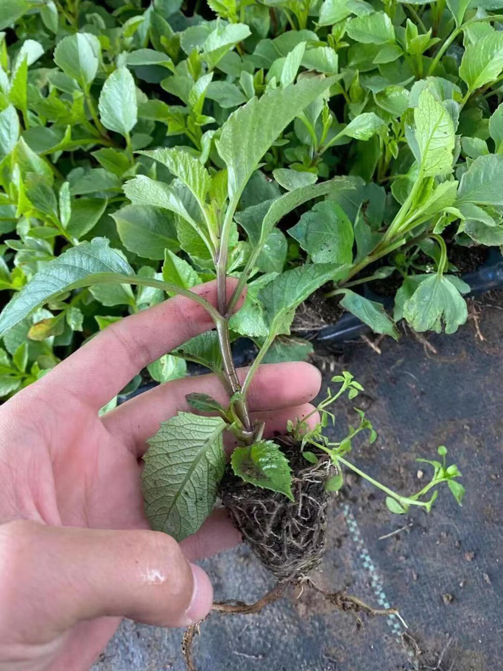 大丽花花苗巨型地瓜花苗球花卉盆栽带花苞重瓣特大绿植庭院花卉 朵芮