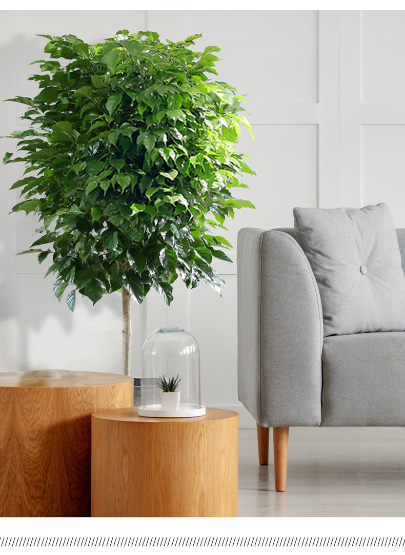 盆栽绿植大型植物客厅室内北欧大植物绿宝好养办公室花卉真两层幸福树