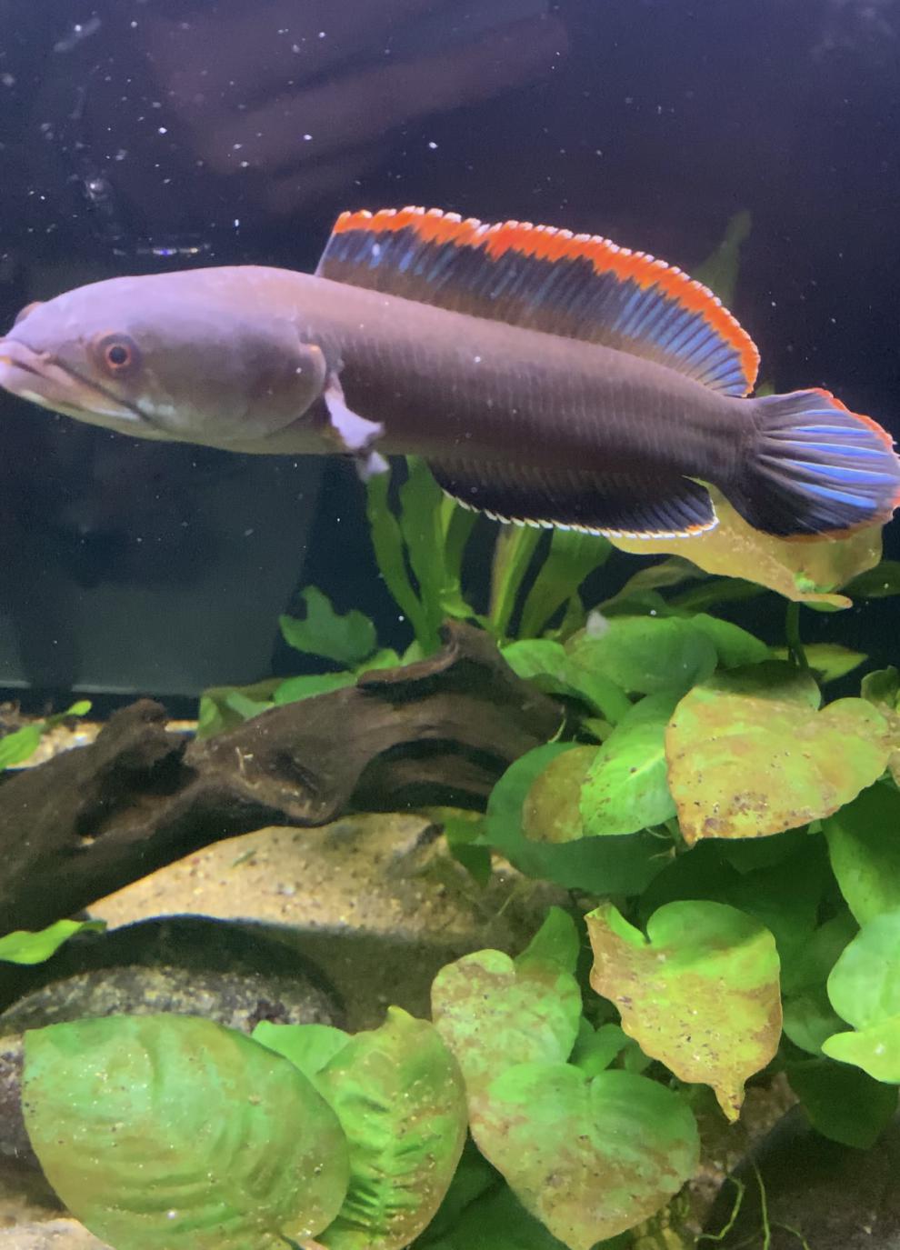 zxc蓝帆阿萨姆雷龙鱼蓝宝石奶茶七彩雷龙巴卡幼苗子观赏鱼活体中小型