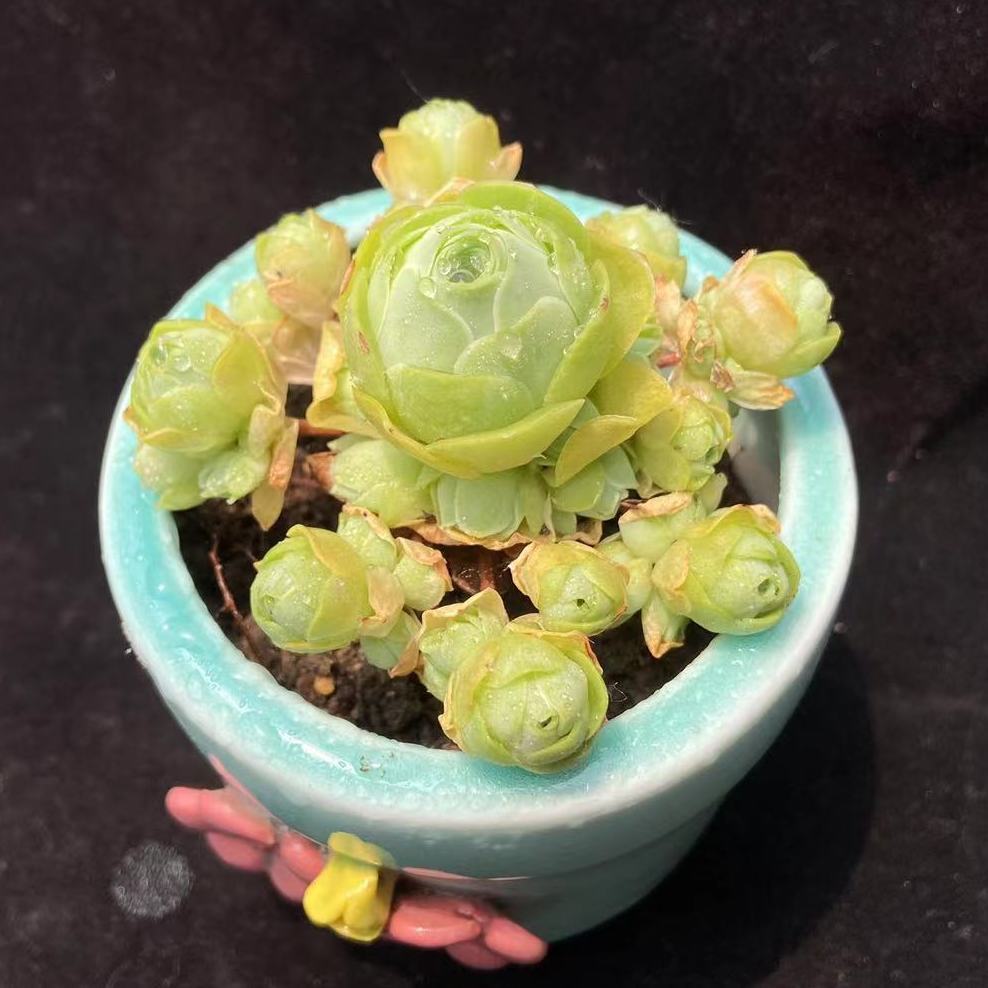多肉植物山地玫瑰多头黄金翡翠球水蜜桃鸡蛋酒杯变色玫瑰桌面山地玫瑰