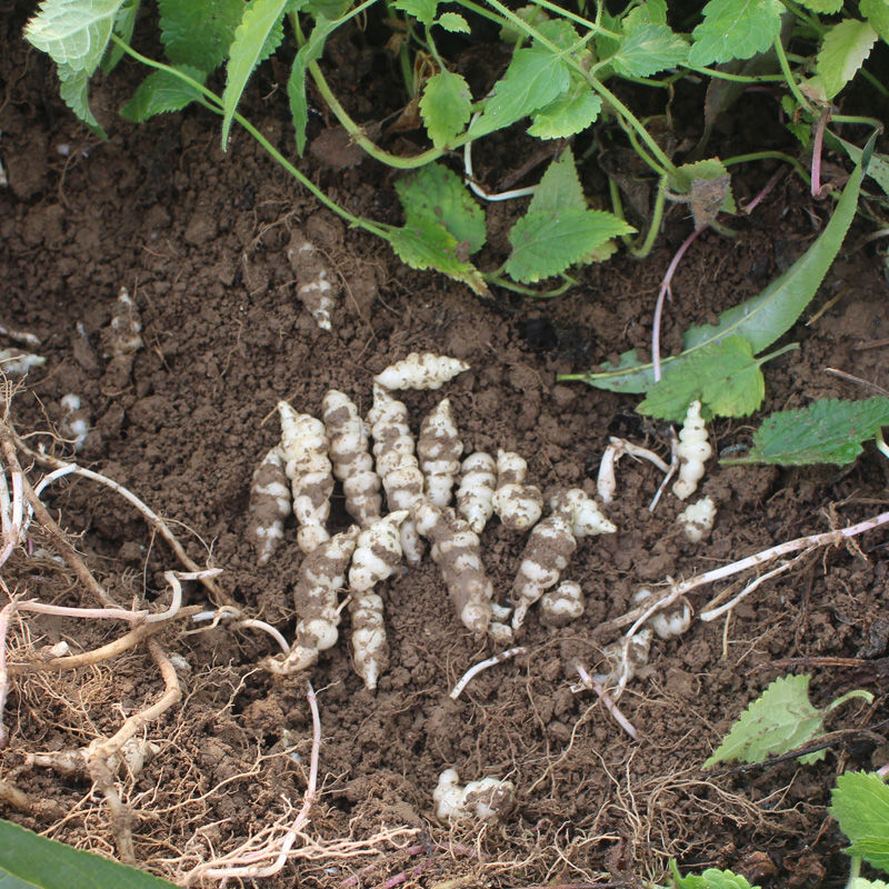 地环螺丝菜甘露子宝塔菜种地葫芦牯牛地溜子玉环农家现挖现发 5斤地环