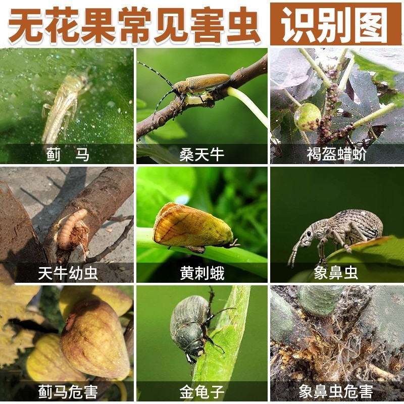 柯必达桂花树山茶花专用药爪兰花卉盆栽绿植物苗木蚧壳虫打灭杀虫剂