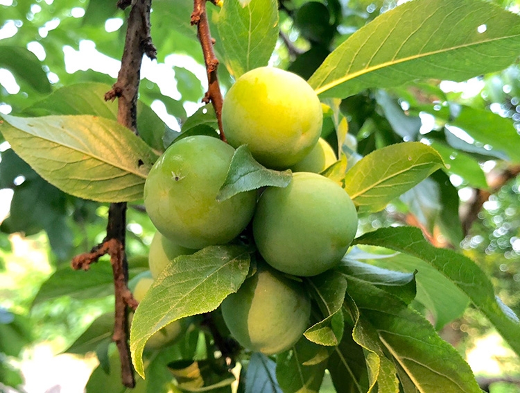 顺丰现摘广东信宜钱排三月青李新鲜酸脆爽口肉厚鲜嫩孕妇当季水果早熟