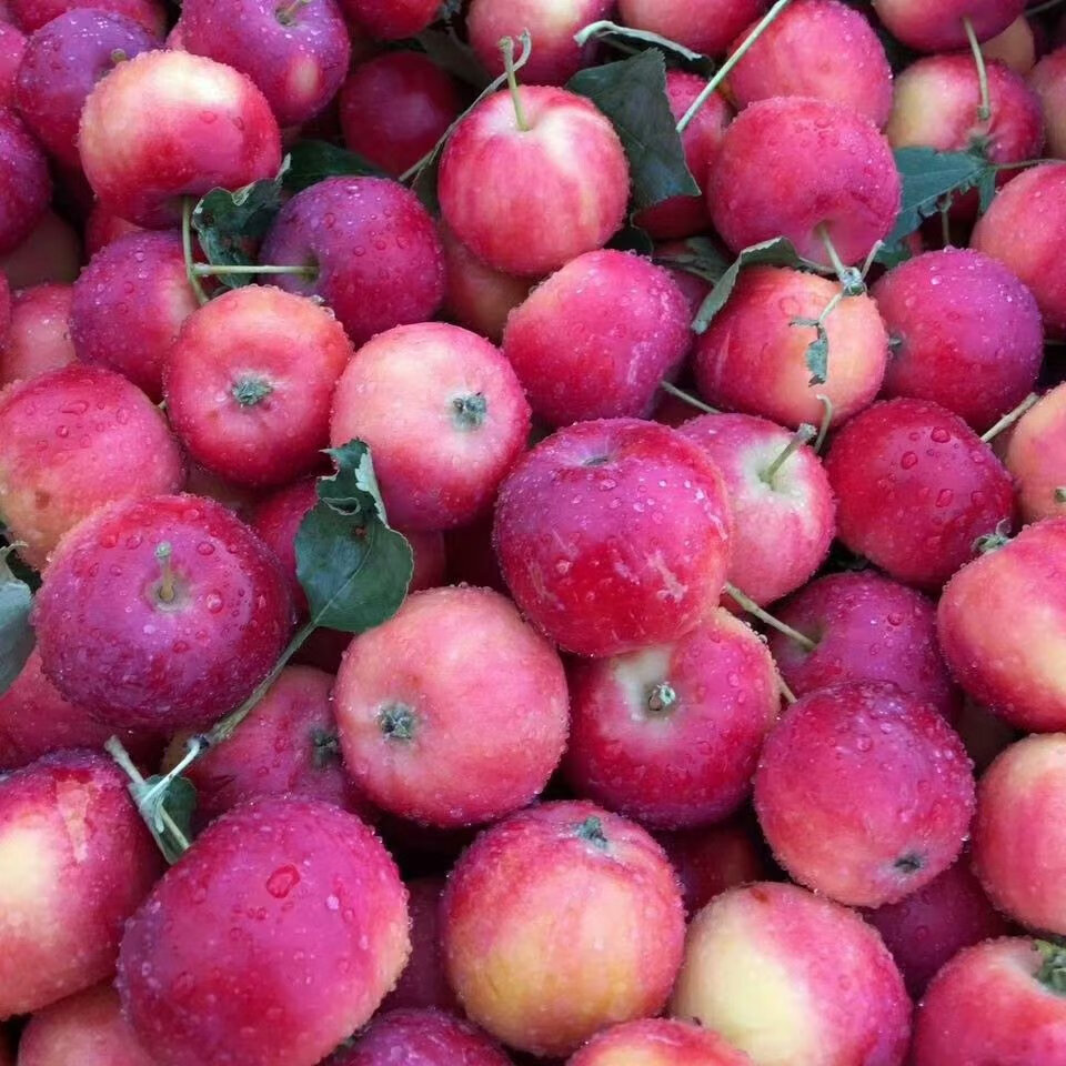 沙果干呼伦贝尔 内蒙呼伦贝尔扎兰屯沙果干 自家晾晒去核500克 不加糖