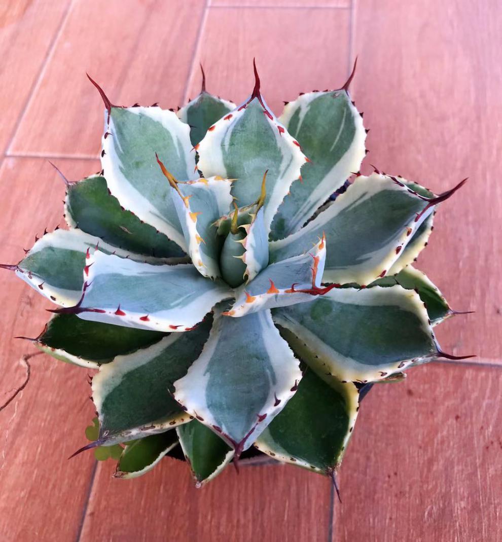 多肉植物 龙舌兰科冠锦观赏植物阳台客厅盆栽12-20厘米 吉祥冠锦12-15