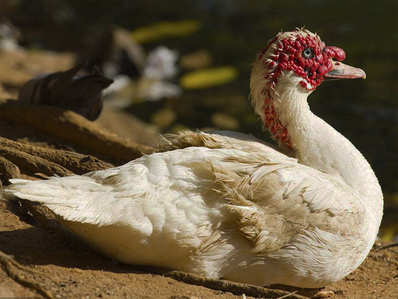 农家散养番鸭红头鸭西洋鸭鸳鸯新鲜活体现杀现发生