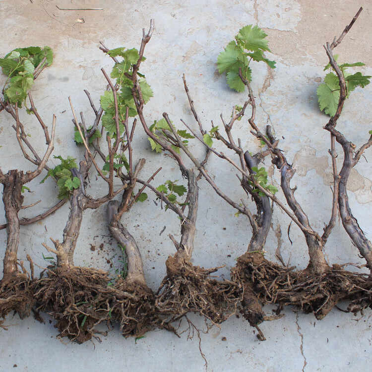 优茂10年大苗葡萄苗葡萄树苗 地栽 南北方种植当年结果葡萄苗萄萄树苗