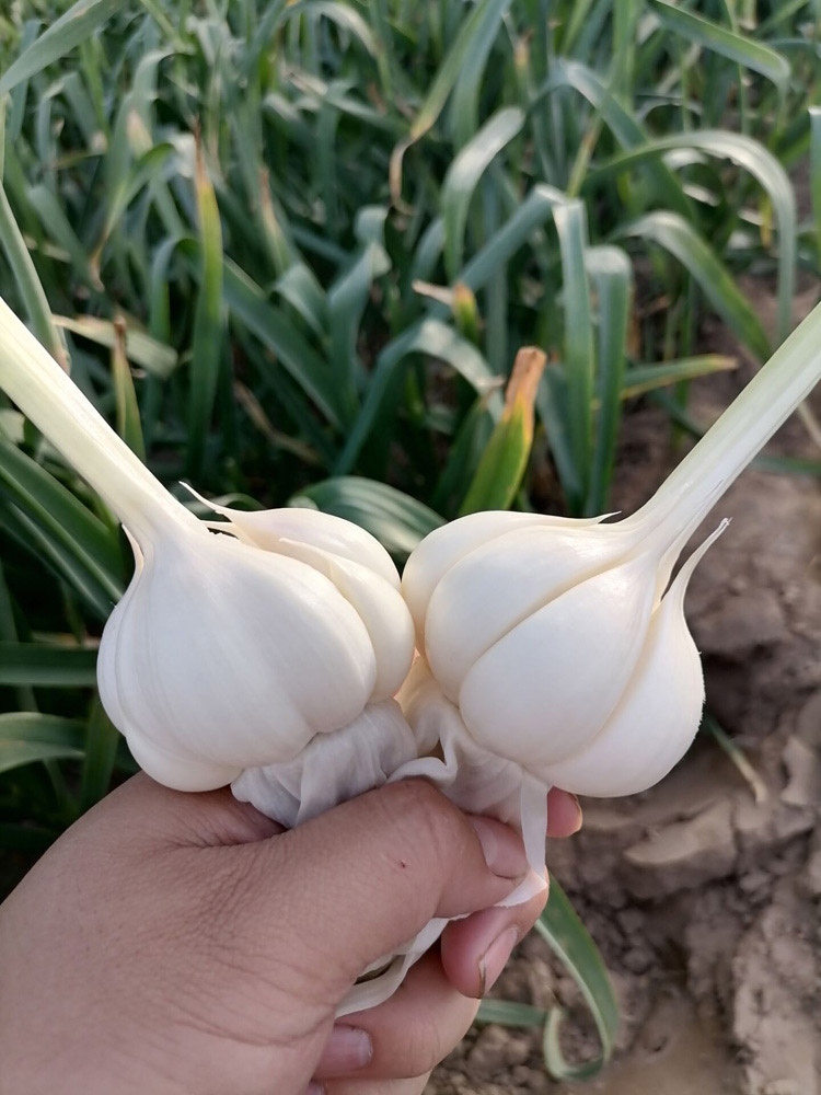 轻恋 山东正宗苍山新鲜大蒜现挖现发白皮青蒜嫩蒜积蒜腌糖醋蒜特产5斤