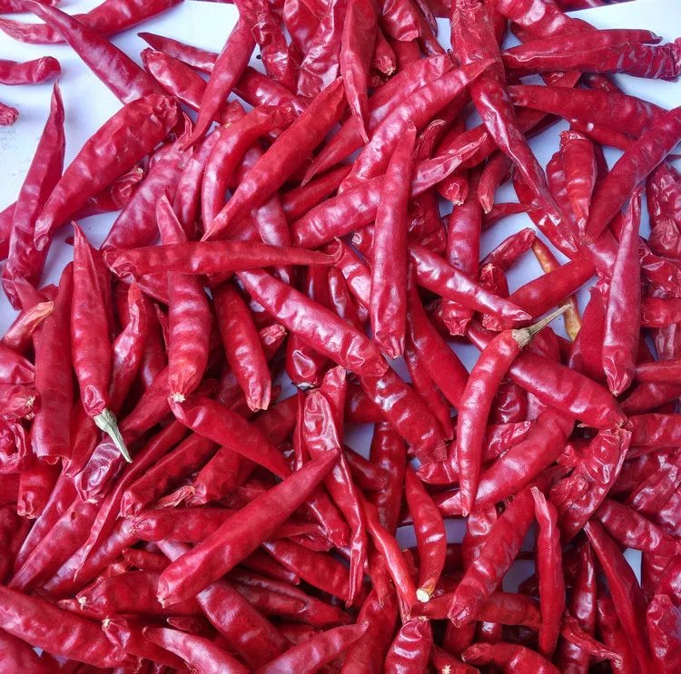 板面辣椒红太阳干辣椒中辣香1-5斤批 新品红辣椒段丝面粉火锅调料昌隆