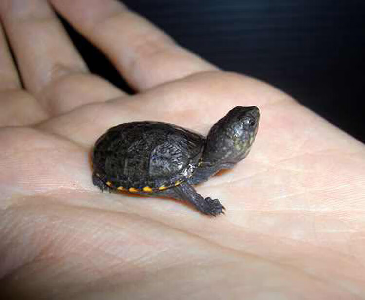 族萃头盔蛋龟苗活体迷你宠物龟剃刀果核红面蛋小型观赏巨头深水龟 5-6