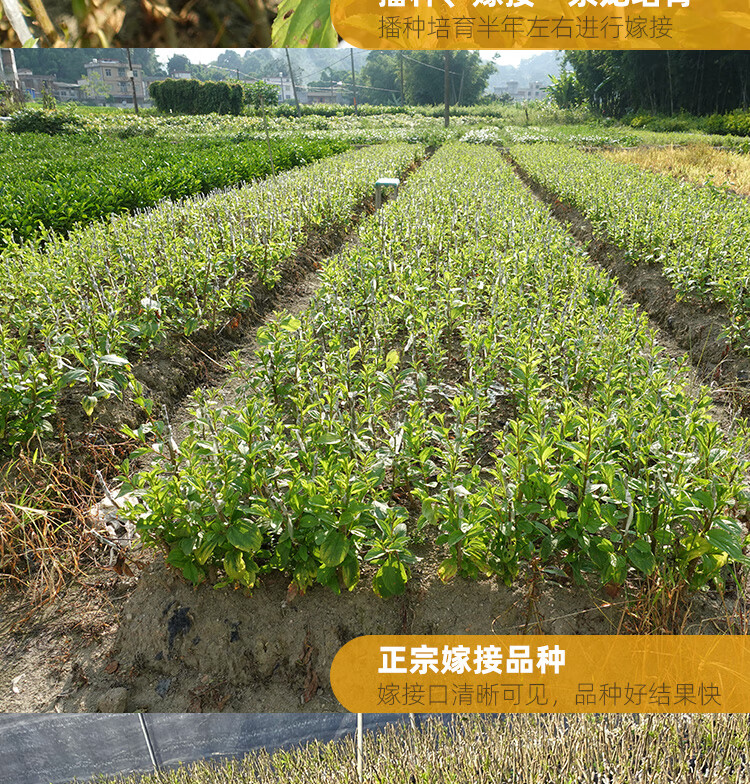 大青枣树苗嫁接苗牛奶枣苹果枣特大南方盆栽甜脆南北方种植牛奶枣50棵