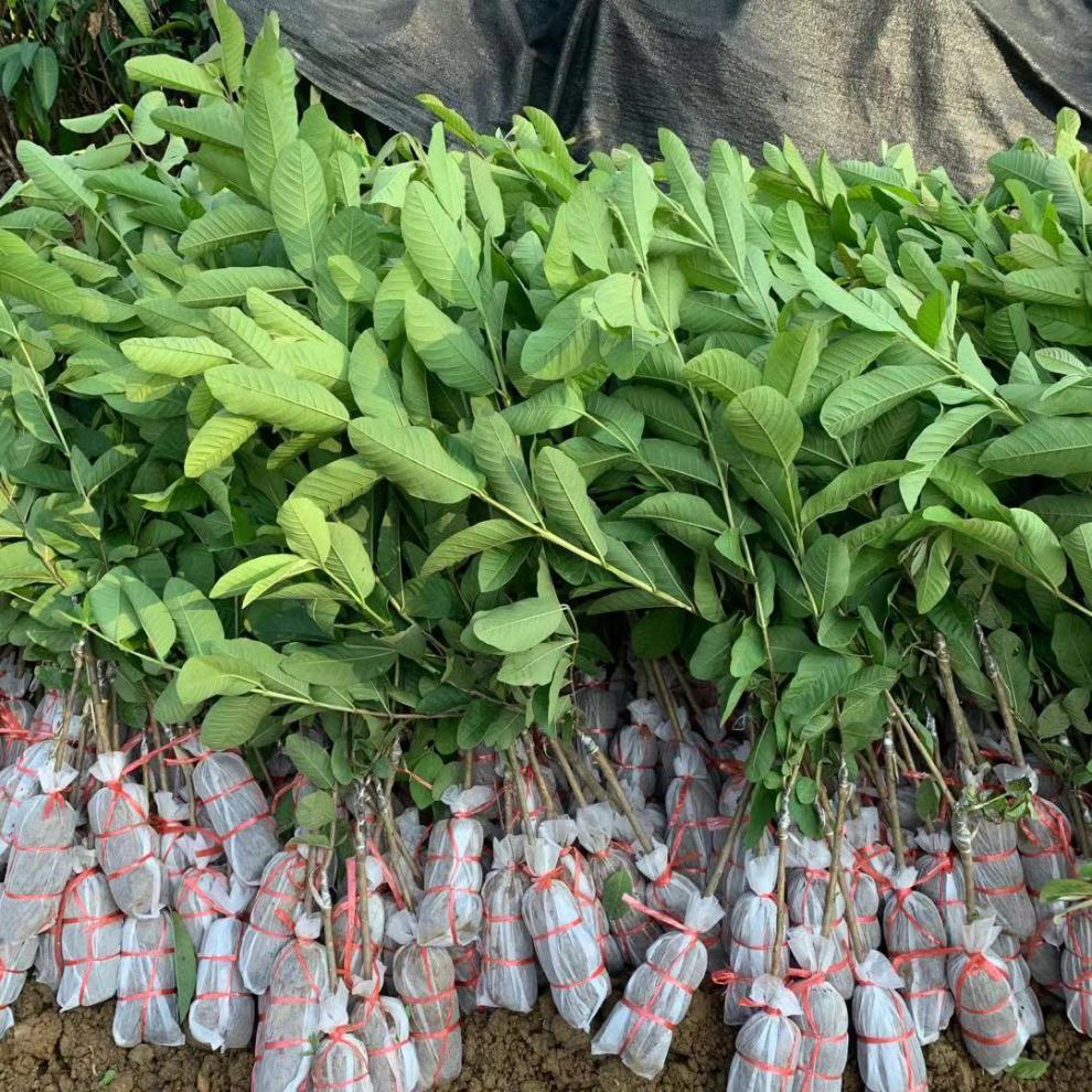 珍珠番石榴树果苗芭乐树苗四季结果嫁接果树苗南方种植当年结果 【四