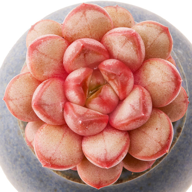 多肉植物红葡萄组合盆栽办公室内阳台园艺花卉绿植彩色萌肉 群生红叶