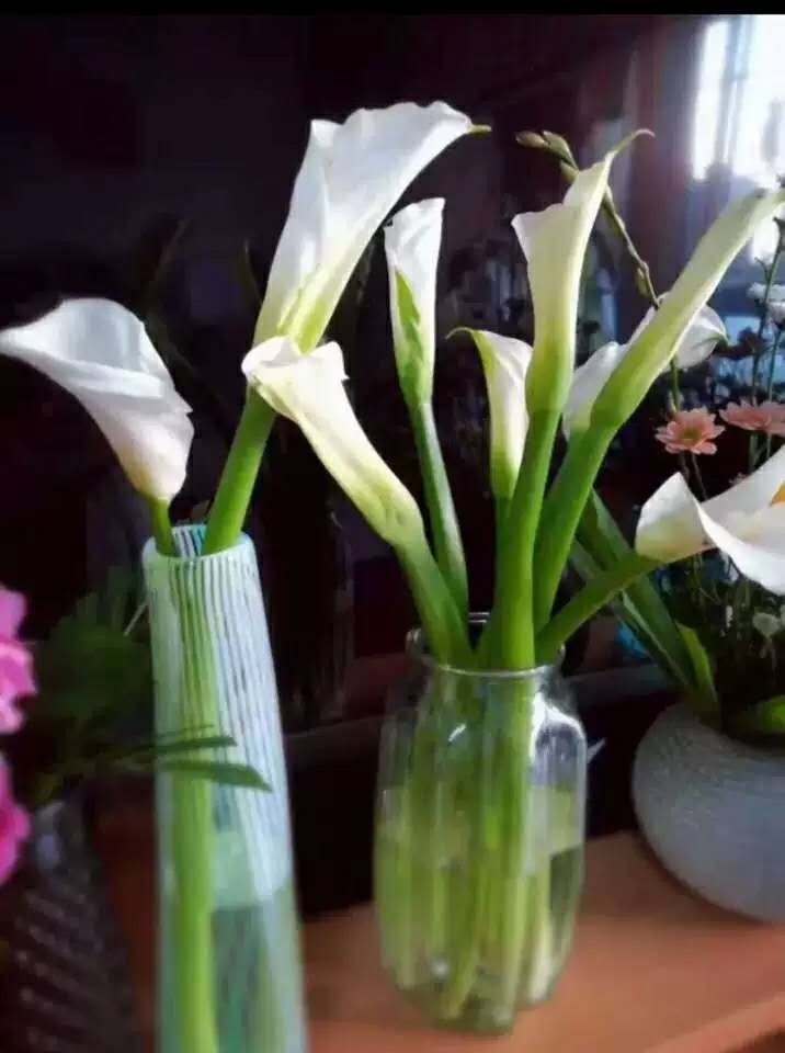 马蹄莲鲜花海芋鲜切花新鲜插花基地直发 白色马蹄莲40厘米 10枝国产