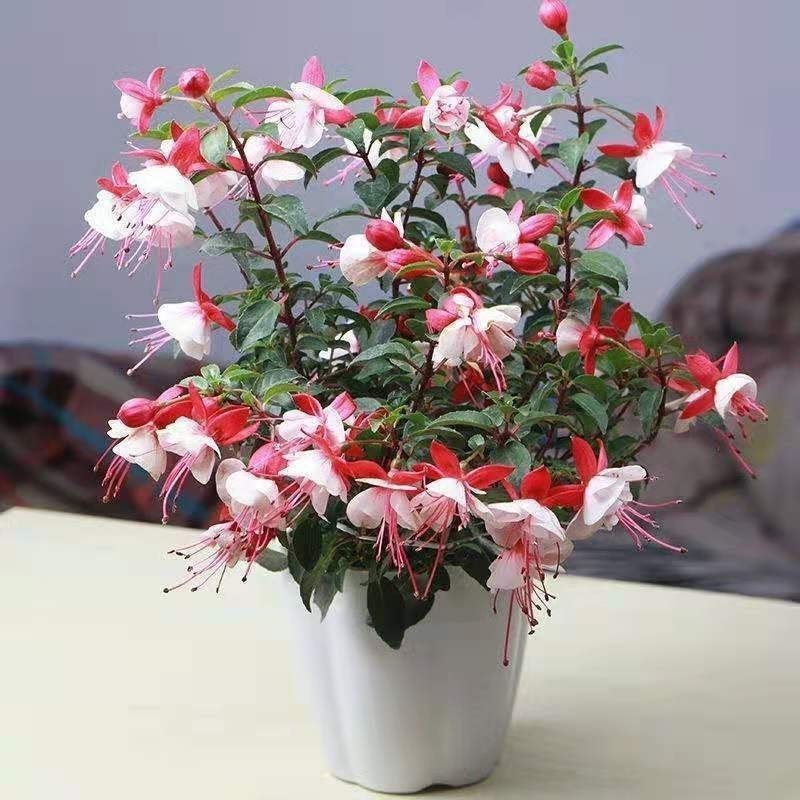 倒挂金钟室内绿植花卉灯笼花盆栽耐寒好养四季开花初石浪漫买一一肥料