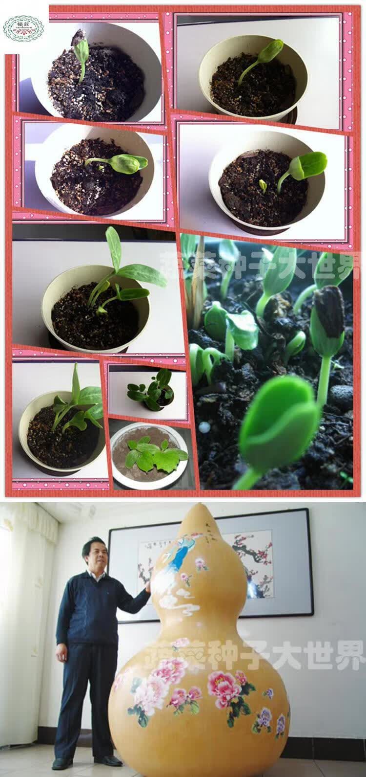 巨型葫芦种子 特大型葫芦 手捻葫芦 特大 天然葫芦种籽 天鹅葫芦10粒