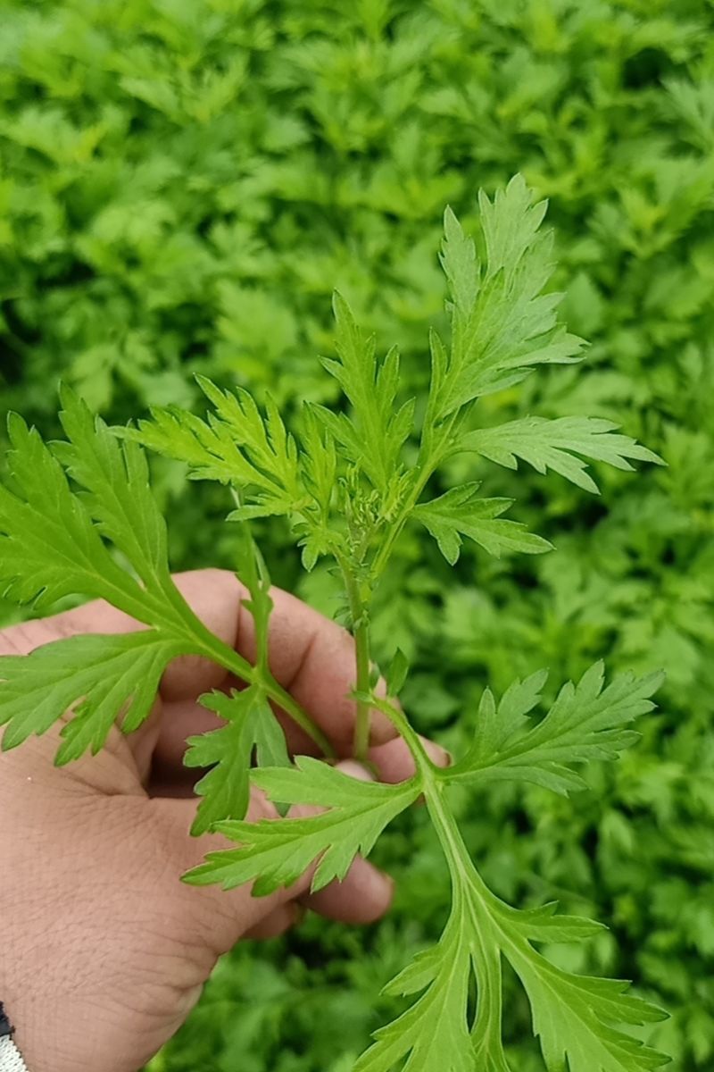 艾草叶新鲜驱蚊艾野菜艾团清明端午嫩艾叶艾蒿艾米果现摘批发1斤装干