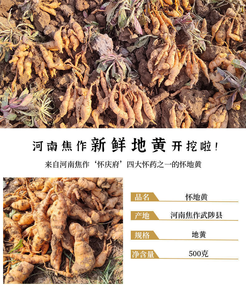 鲜地黄焦作怀地黄地黄根新鲜地黄种子生地黄伊梵麦1斤装1015个