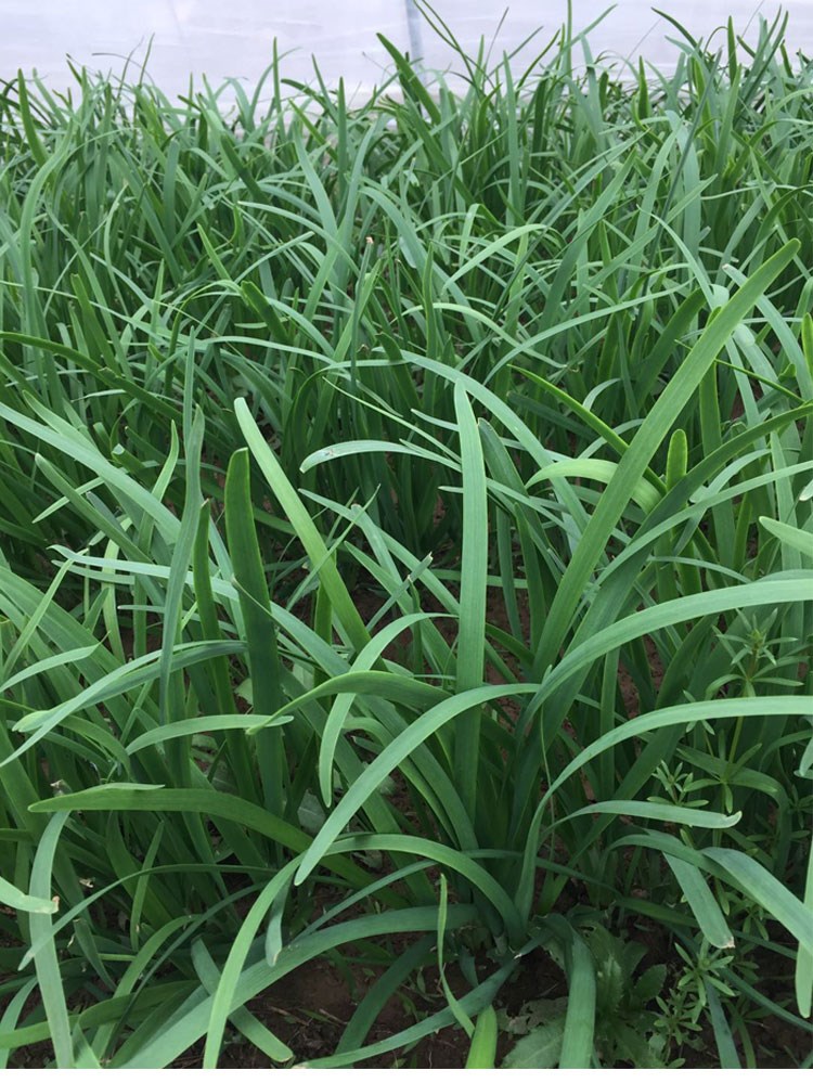 源外园山东新鲜韭菜大棚土韭菜青红紫根嫩韭菜现割发货无公害绿色2000