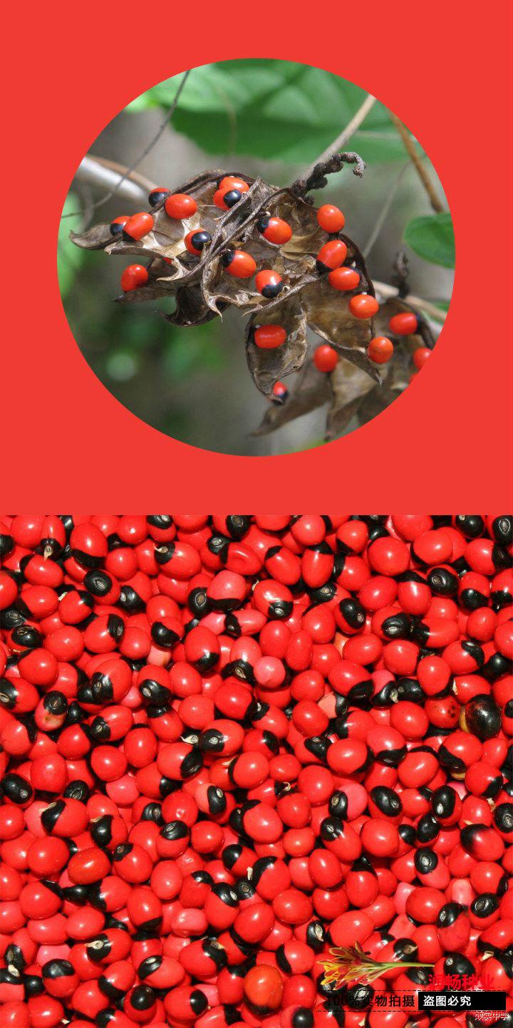 鸡母珠树种子相思子非洲鸡珠母珠藤珊瑚珠祈祷豆有毒不可食用种子