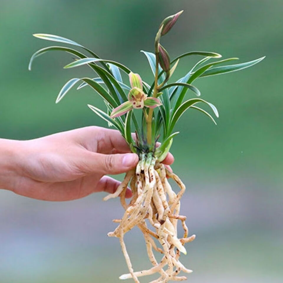 帝王妃兰花 金边矮种 兰花苗 四季兰开花超香兰花 建兰精品妃朵芮蜜