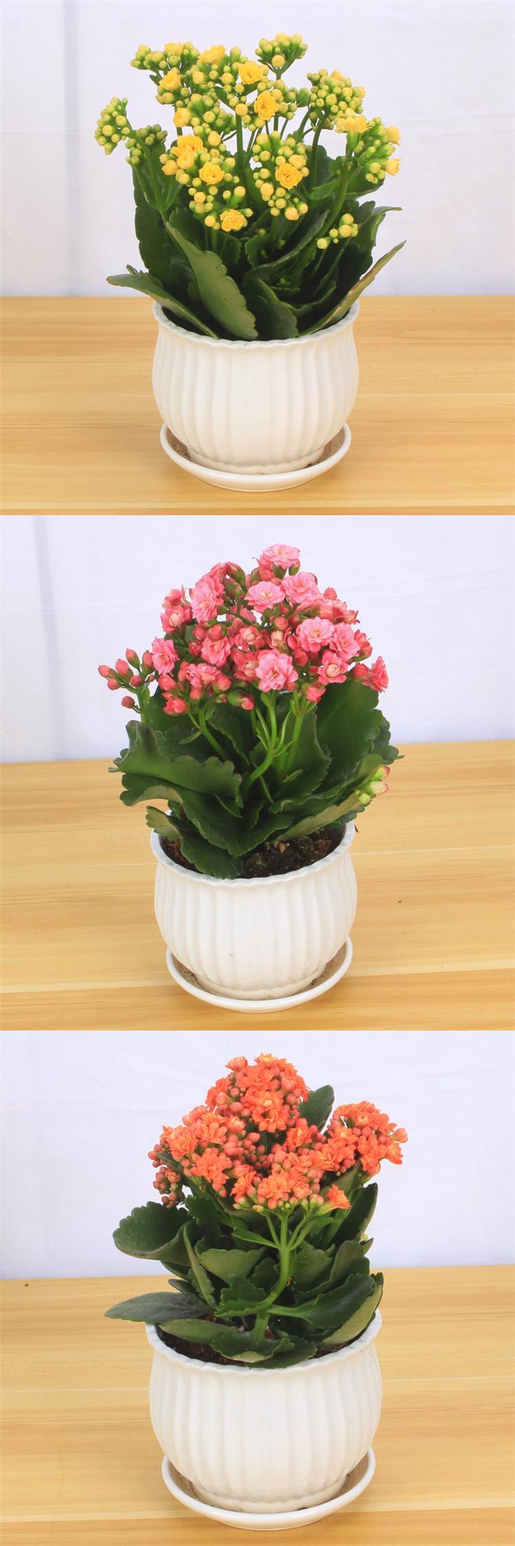 苗四季好养的花带花苞观花植物室内大盆花卉好养长寿花原盆红色f植物