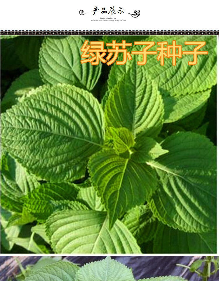 大叶绿苏种子苏子叶种籽子东北可食用春秋四季种植野菜蔬菜种孑绿苏