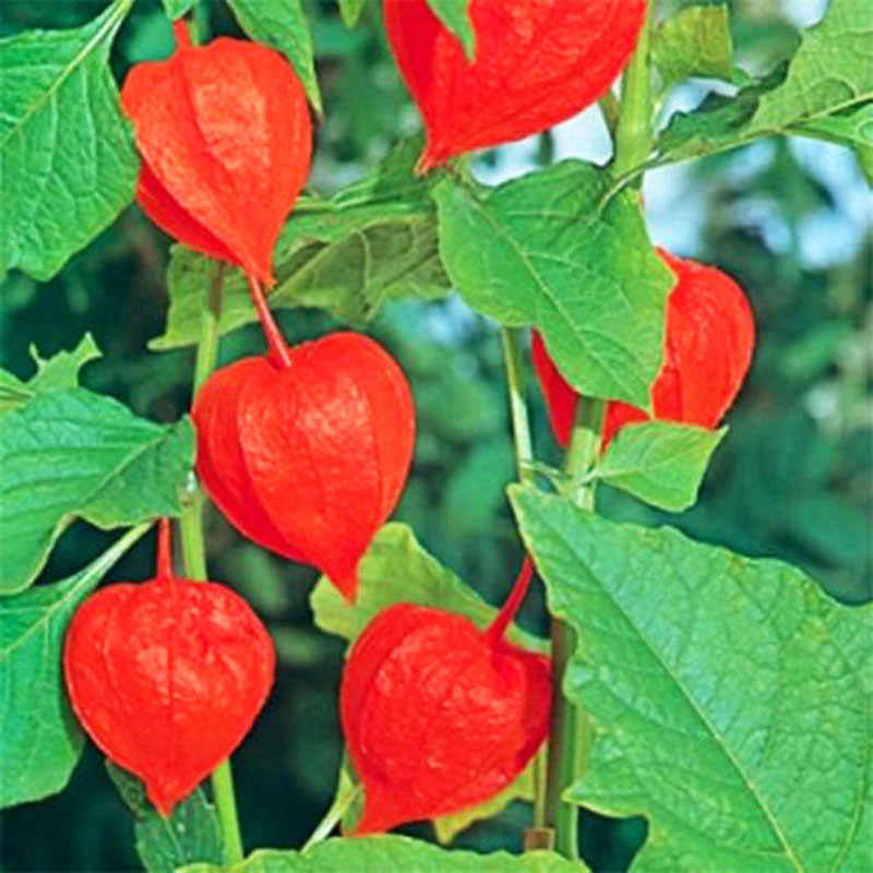 红姑娘灯笼果种子东北红果酸浆超甜金锦灯笼果籽味甜春秋蔬菜种孑 红