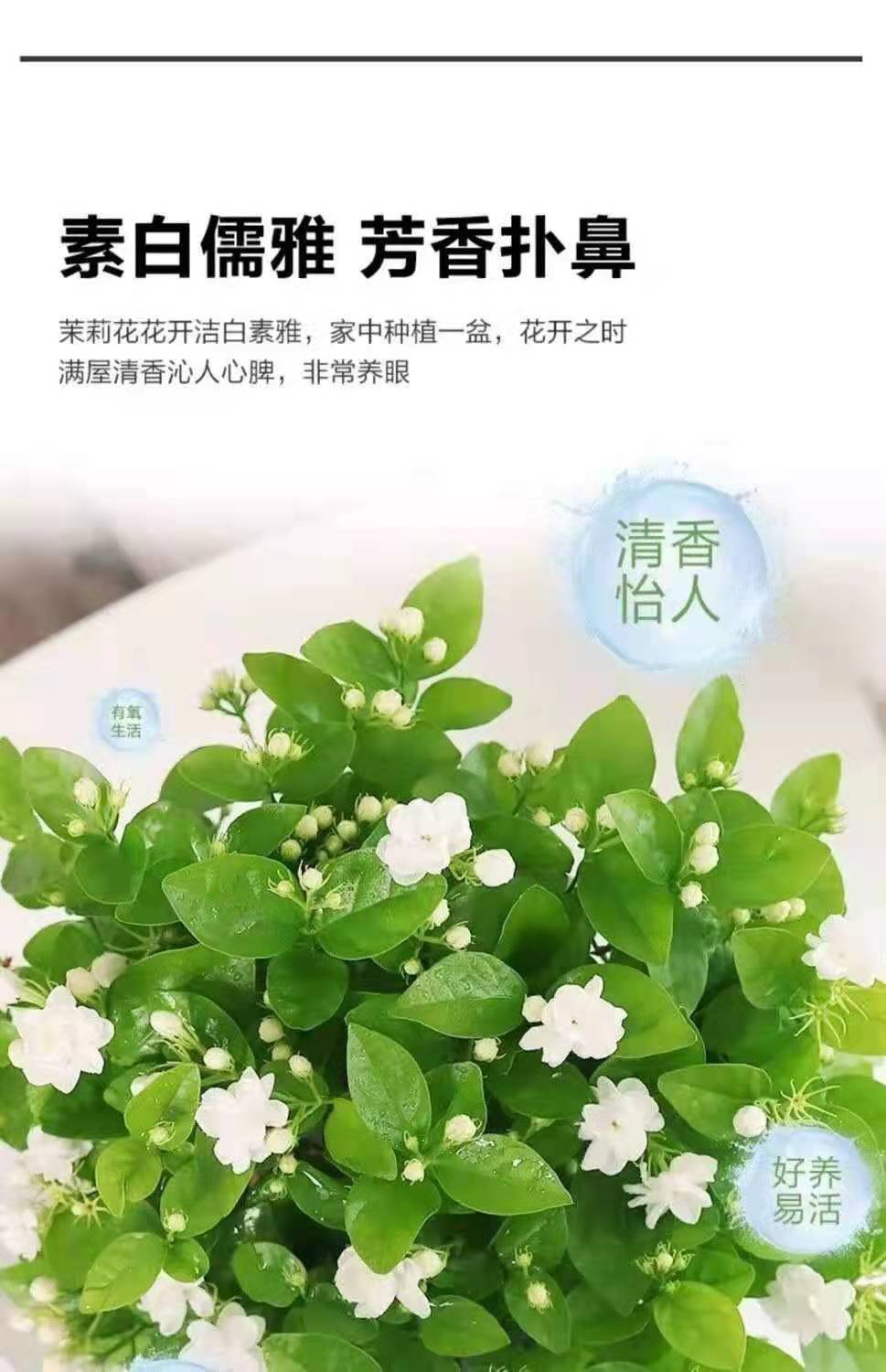 七彩茉莉花室外绿植花卉阳台茉莉花盆栽四季开花庭院窗台观花植物紫色