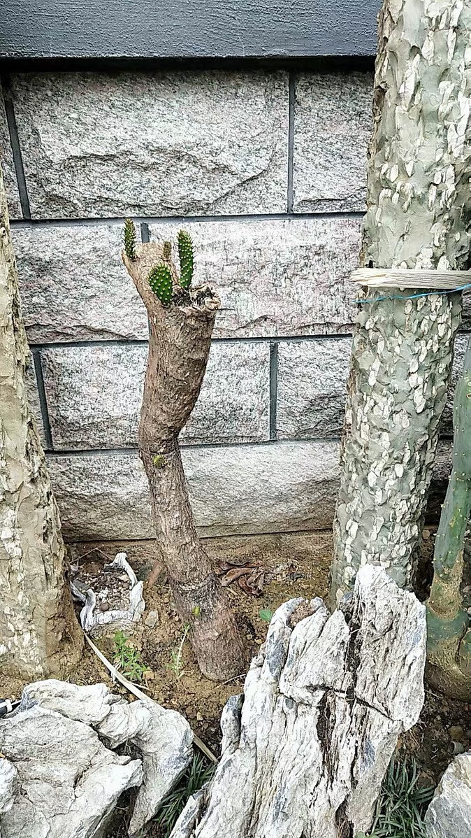 高原峭壁仙人掌树霸气老桩盆景大型沙漠造景多肉植物盆栽花卉绿植奇艺