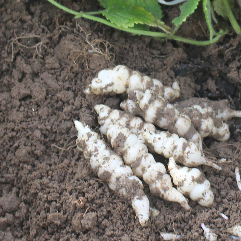 新鲜螺丝菜地环宝塔菜玉环甘露种子地溜葫芦农家应季蔬菜现挖现发净重