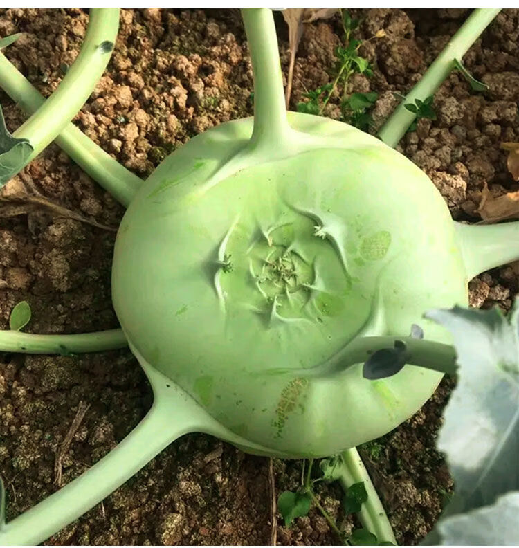 天津青苤蓝种子生吃水果绿苤蓝四季春秋栽培球茎甘蓝种子蔬菜种子