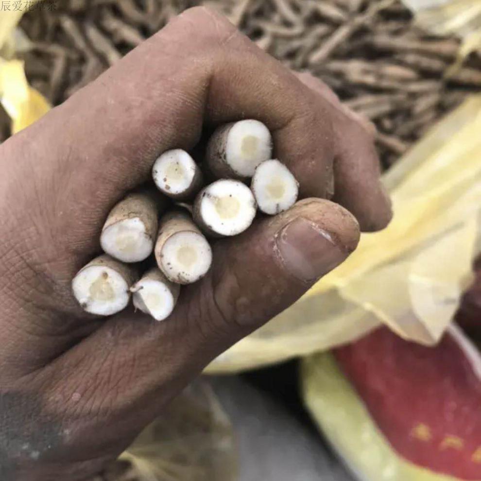 贵州仙茅 新鲜中草药材地棕仙矛参先矛独脚仙茅仙毛500g【图片 价格