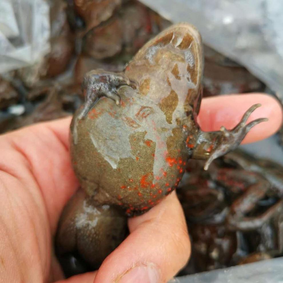 伟博顺丰快速活林蛙东北哈什蚂红肚皮蛤士玛全母全籽长白山红肚蛤蟆