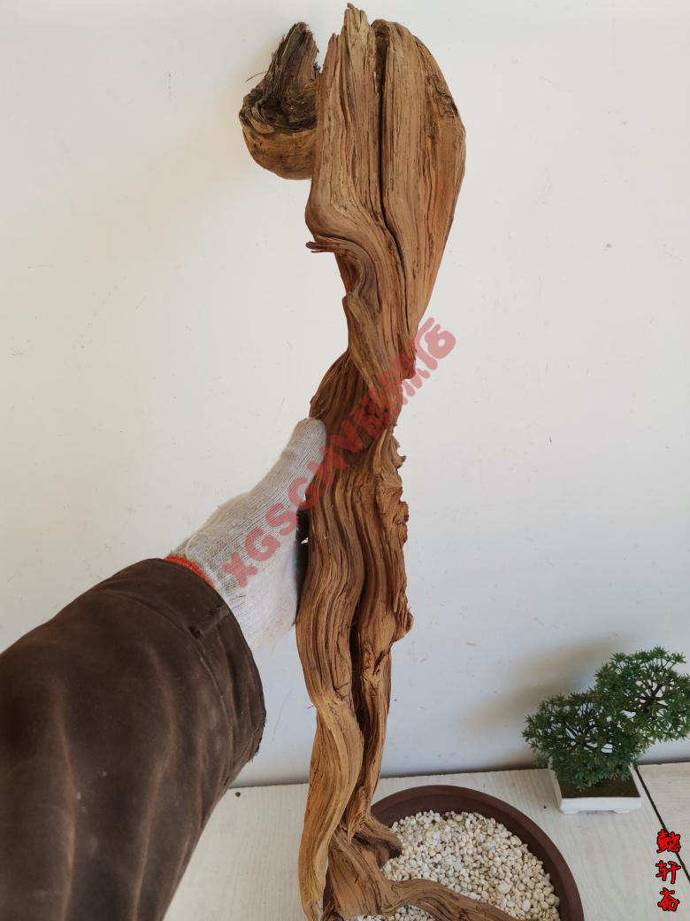 2022新款pvc内牙活接太行崖柏摆件根雕崖柏毛料原料陈化料红白料树根