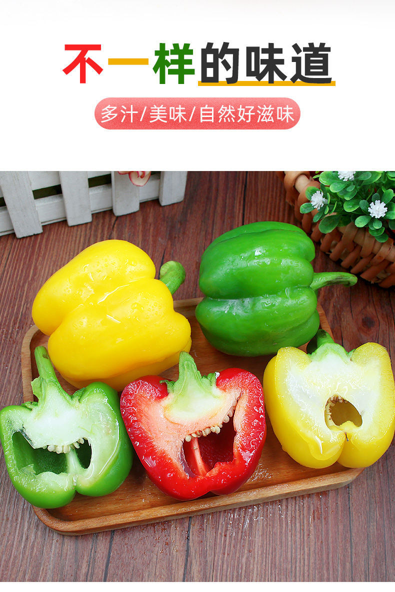 圆椒五彩椒柿子椒灯笼椒太空椒红椒黄绿椒甜不辣水果椒黄色彩椒普通装