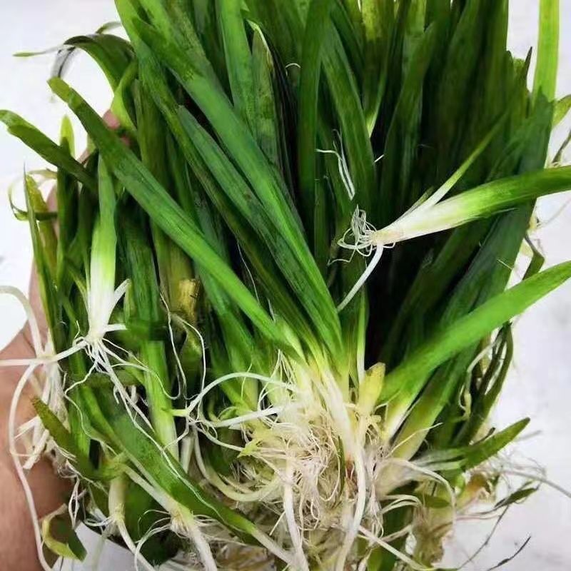 四季常青矮生苦草长叶苦草种籽扁担草小龙虾螃蟹养殖净化淡水植物2斤