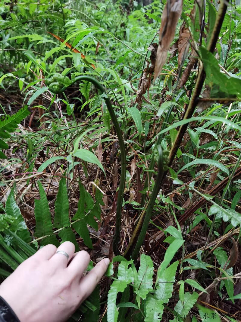 保温箱发货新鲜现摘龙蕨菜广西蕨菜凉拌菜龙爪菜鲜嫩爽口水蕨菜应季